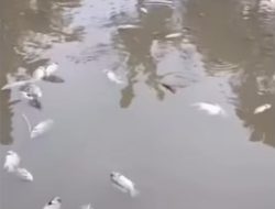 Ikan Mati Masal usai Diberi Nasi Sisa MBG, Ini Penjelasan Ilmiahnya