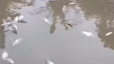 Ikan Mati Masal usai Diberi Nasi Sisa MBG, Ini Penjelasan Ilmiahnya