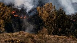 Kebakaran Landa Tahura Raden Soerjo, Pendakian Arjuno-Welirang Ditutup