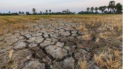 BMKG: Perubahan Iklim Bikin El Nino 2026 Datang Lebih Cepat dan Berpotensi Sangat Kuat