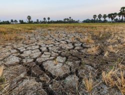 BMKG: Perubahan Iklim Bikin El Nino 2026 Datang Lebih Cepat dan Berpotensi Sangat Kuat