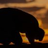 Wajib Dihindari, 4 Perbuatan Ini Bisa Menghilangkan Pahala Salat Selama 40 Hari