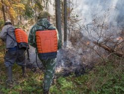 Prabowo Sebut Ubi Bombing Lawan Kebakaran Hutan, Benarkah Tepung Singkong Efektif Padamkan Api?