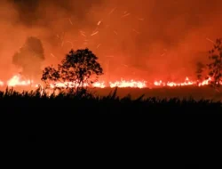 Emisi Karbon Indonesia Melonjak 429 Persen Akibat Kebakaran Hutan dan Lahan