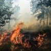 September Diprediksi Jadi Puncak Karhutla, Modifikasi Cuaca hingga Water Bombing Dioptimalkan
