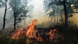 September Diprediksi Jadi Puncak Karhutla, Modifikasi Cuaca hingga Water Bombing Dioptimalkan