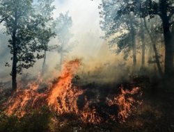 September Diprediksi Jadi Puncak Karhutla, Modifikasi Cuaca hingga Water Bombing Dioptimalkan