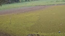 Ranu Pani di Lereng Semeru Terancam Hilang, Air Danau Menyusut Drastis