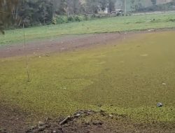Ranu Pani di Lereng Semeru Terancam Hilang, Air Danau Menyusut Drastis