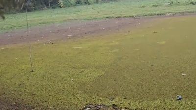 Ranu Pani di Lereng Semeru Terancam Hilang, Air Danau Menyusut Drastis